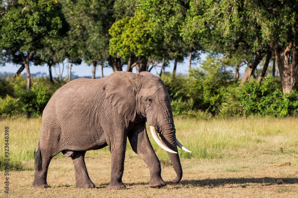 Fototapeta premium Elephant bull walking in the Masai Mara Game Reserve in Kenya