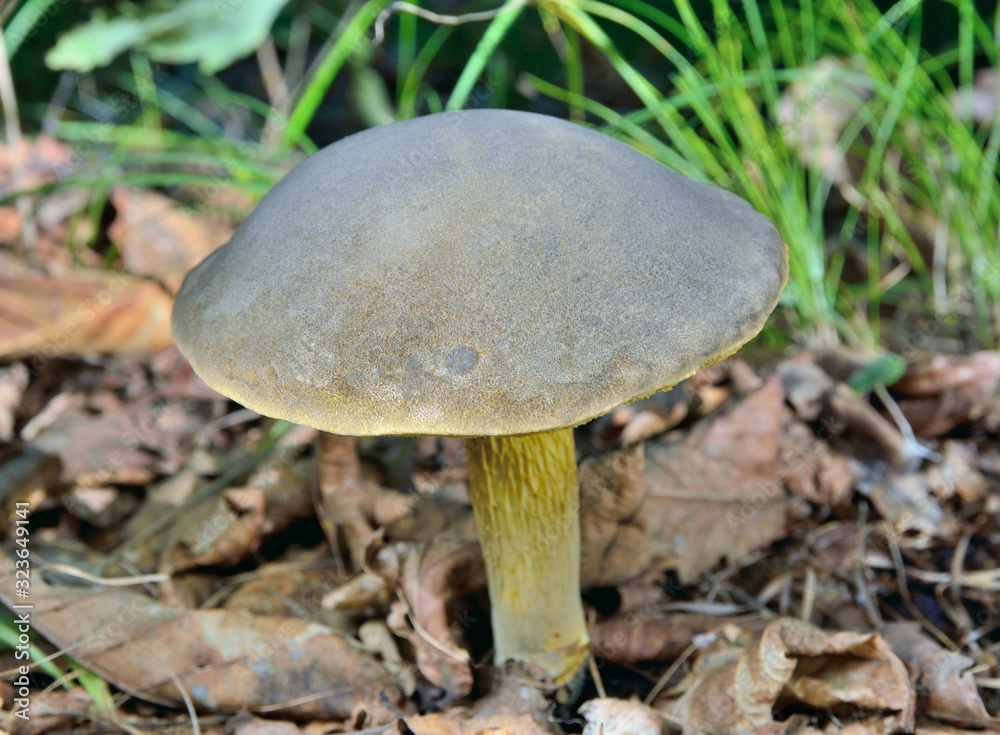 Edible mushroom (Retiboletus griseus, Boletus griseus) 4 Edible mushroom (Retiboletus griseus, Boletus griseus) 4