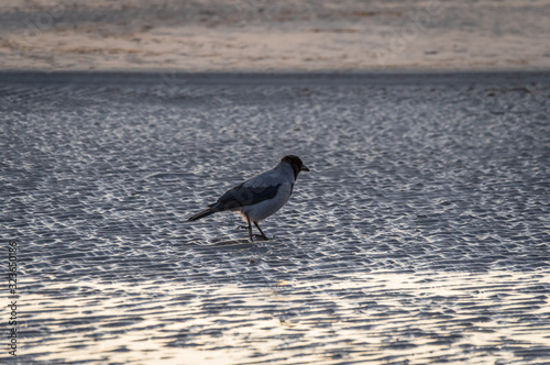 Hooded crow walking on the ripples of sand on frozen beach of Baltic sea at sunset