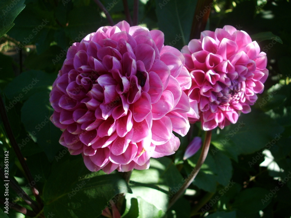 pink flower in the garden pink flower in the garden