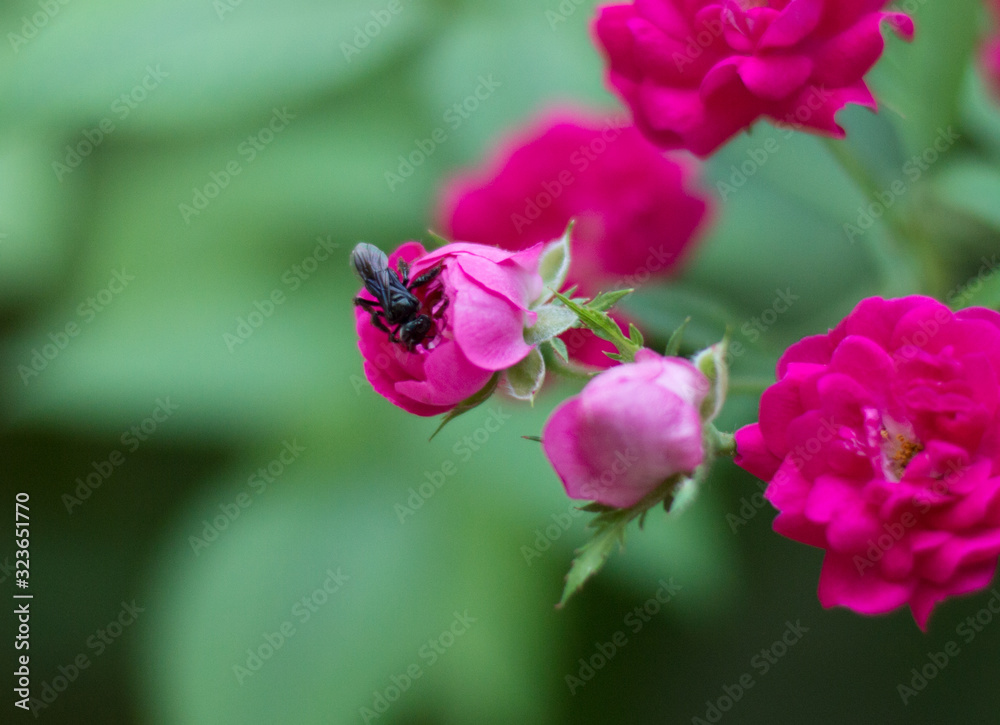 pequeña flor lila con una abeja recolectando polen