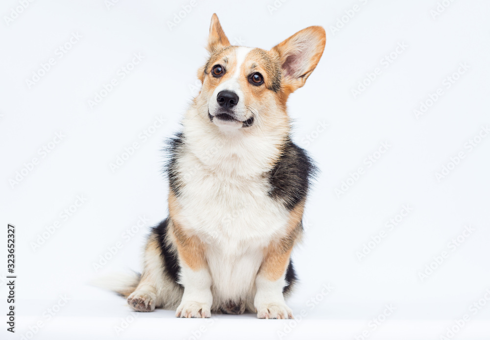 welsh corgi dog sitting on a white background