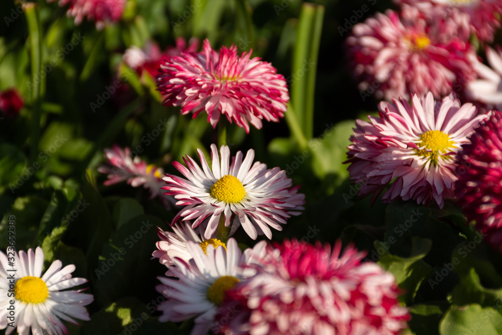 Perennial plant spring flower Daisy (Bellis) close-up Perennial plant spring flower Daisy (Bellis) close-up