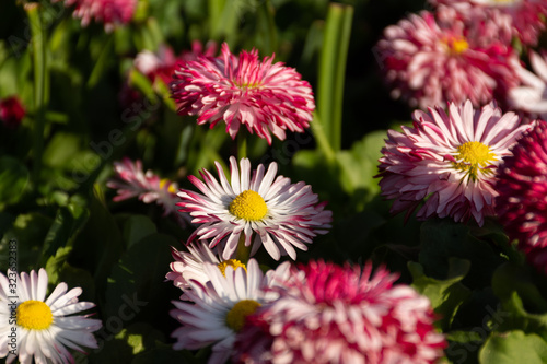 Perennial plant spring flower Daisy (Bellis) close-up © Anna Pismenskova