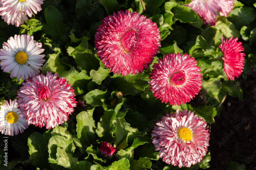 Perennial plant spring flower Daisy (Bellis) close-up Perennial plant spring flower Daisy (Bellis) close-up