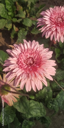 pink flower in the garden