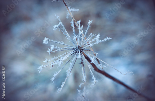 Hoar frost covered angelica. Frozen, dried plant in the field. Winter patterns. Icicles. Snow crystals.