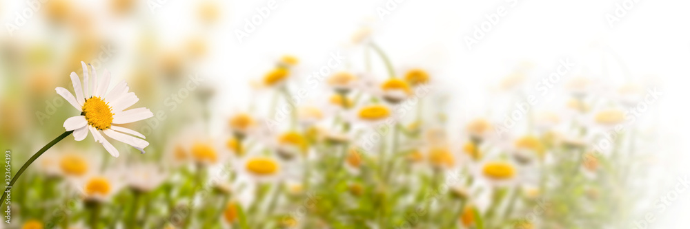Daisy field on white background, panoramic spring web banner