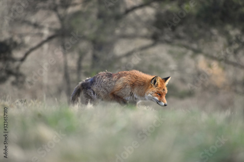 renard en chasse © Paul