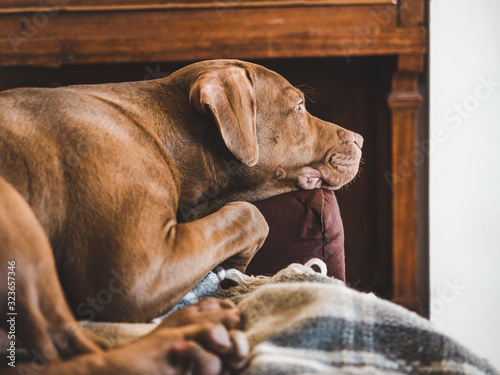 Lovable, pretty puppy of chocolate color. Close-up, indoor. Day light. Concept of care, education, obedience training, raising pets