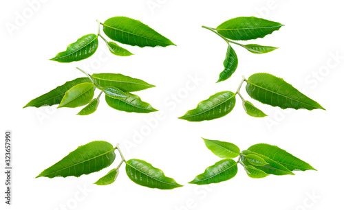 tea leaf on white background