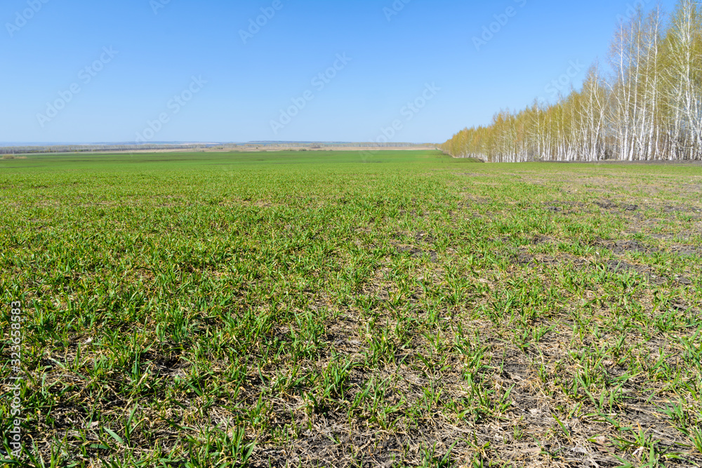 Obraz premium Equal landing birches. Birches with young green leaves on a spring sunny day. Spring landscape.