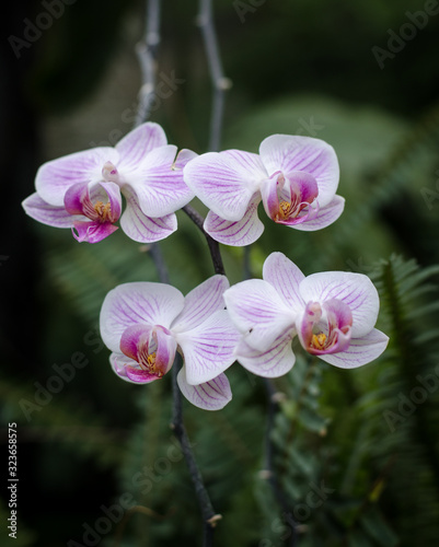 Phalaenopsis orchids bloom at the botanical greenhouse. Tropical floral background.