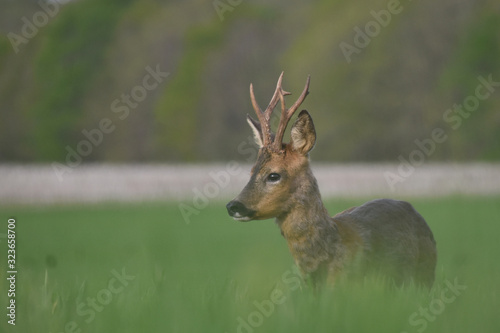 deer in field © Paul