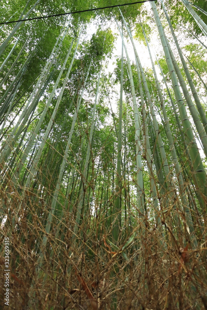 竹林の小径　嵐山　京都