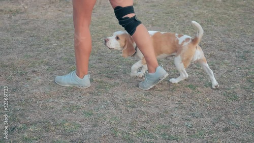 clever and cute young beagle weave through owner legs, playful trained pet training in park. smooth-haired dog follow girl commands and walk between legs. photo