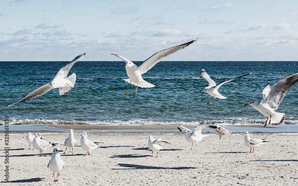 Seagulls on the beach of the Black Sea.