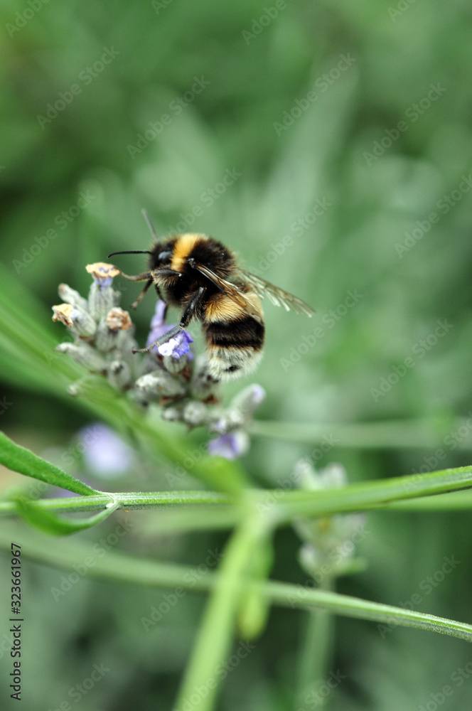 Bee on lavender Bee on lavender