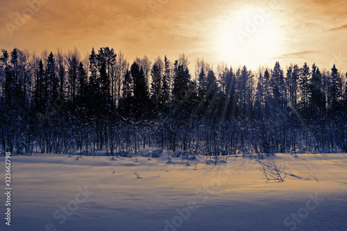 Winter forest landscape at sunset in the evening. Beautiful traditional view of woodland. Location in the north of Russia.