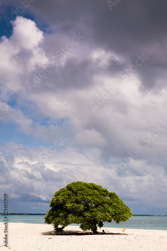 view of a lonely tree