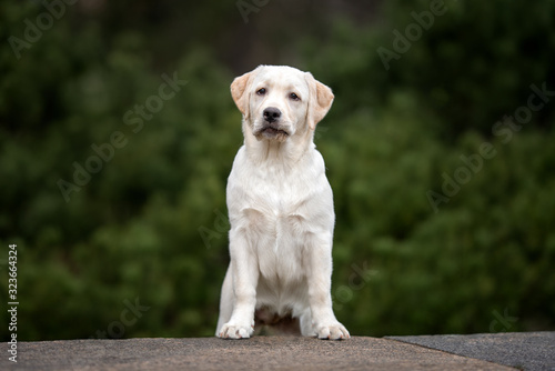 funny labrador retriever puppy standing outdoors, close up portrait