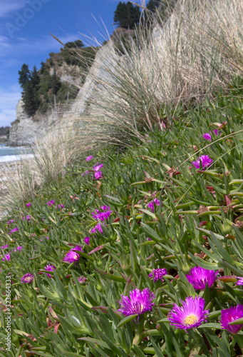 Pegasus bay coast New Zealand flowers