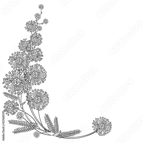 Corner bouquet of outline Mimosa or Acacia dealbata or silver wattle flower and leaves in black isolated on white background. 