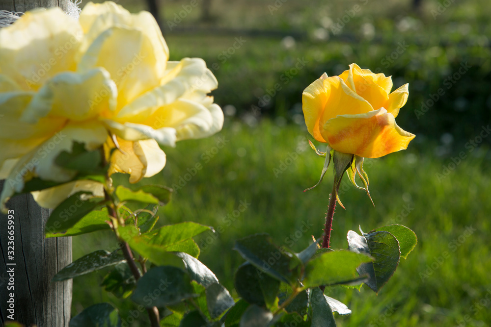 Roses at Vineyard Blenheim New Zealand South Island. Grapes. Agriculture. Winery Roses at Vineyard Blenheim New Zealand South Island. Grapes. Agriculture. Winery