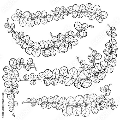 Set with outline ornate Lysimachia or moneywort or creeping jenny leaf bunch in black isolated on white background.