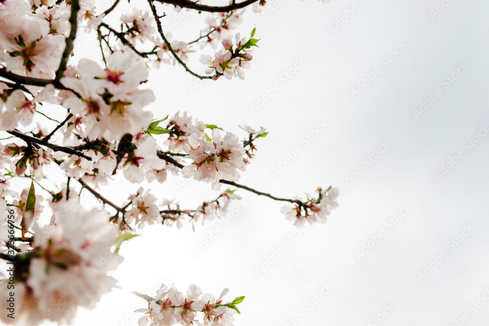 Blooming almond tree branches on sky background in Mallorca fields