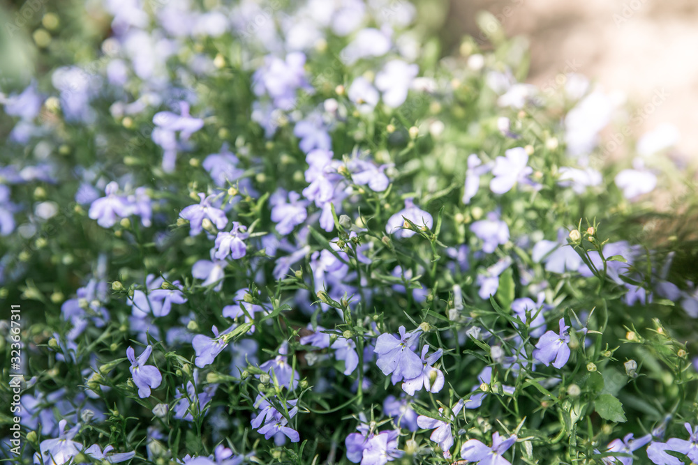 Obraz premium Blue Lobelia in the garden in the backyard of the house in the rays of the setting sun