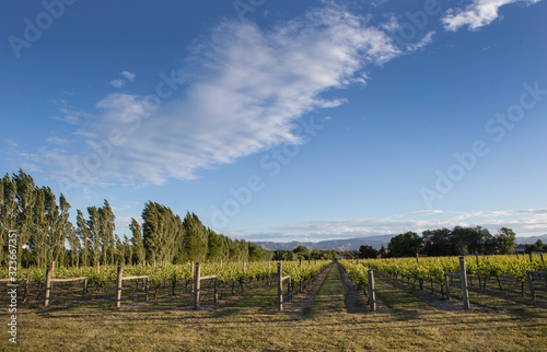 Vineyard Blenheim South island New Zealand Winery grapes