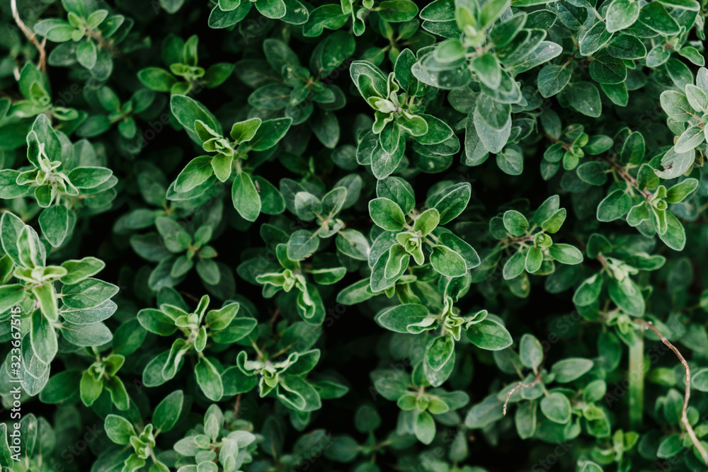 Obraz premium Bokeh of small green leaves background