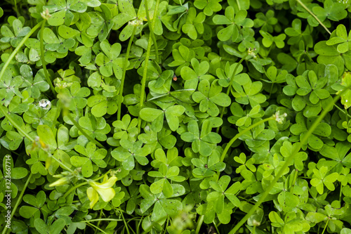 Closeup of green clover carpet background