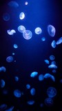Blue jellyfish in the aquarium