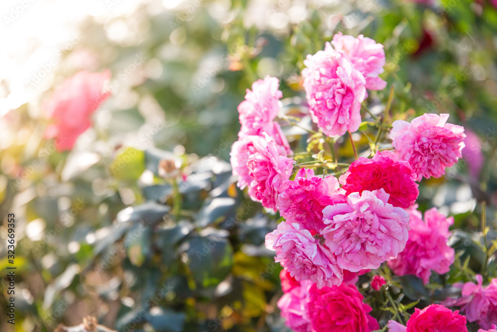 Obraz premium Rose Bush rose in the garden in the backyard of the house in the sun at sunset