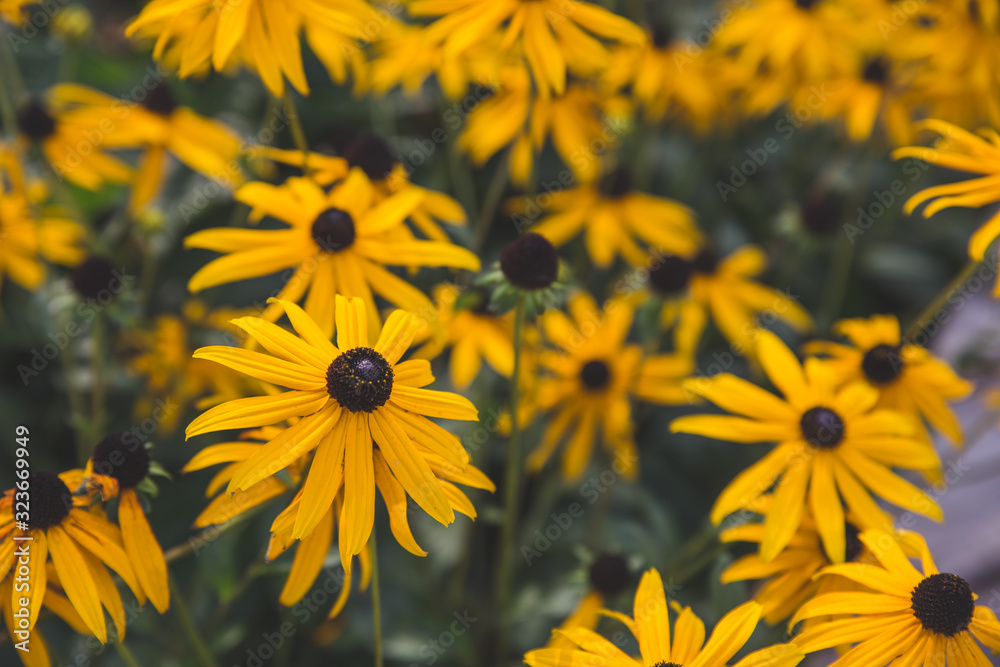 Yellow rudbeckia in the back garden of the house Yellow rudbeckia in the back garden of the house