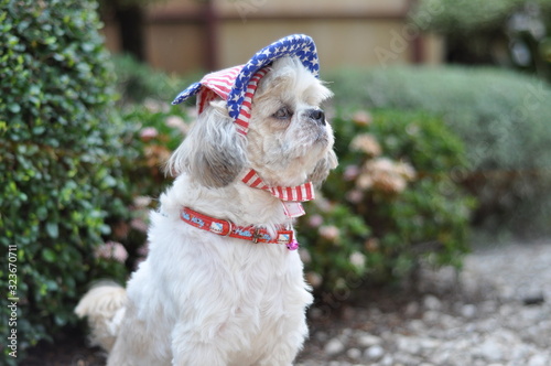portrait of a dog
