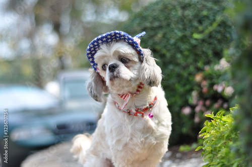 portrait of a dog