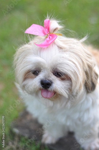 portrait of a dog