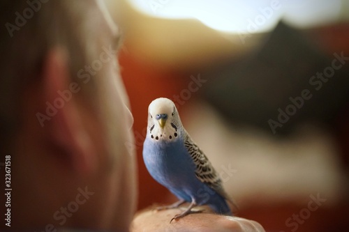  Tame cute blue talking budgerigar on hand at human owner 