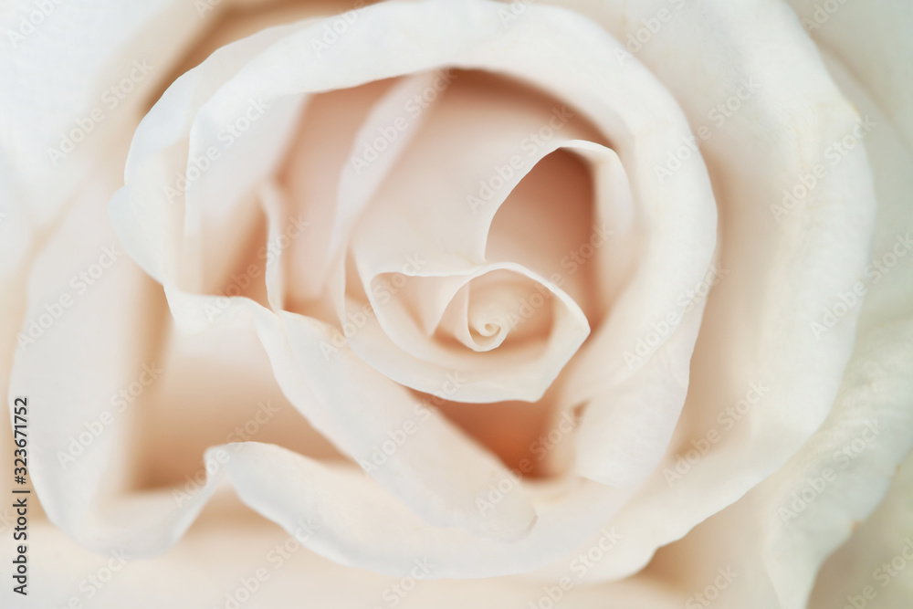 Rosebud romantic macro flower blooming closeup wallpaper Rosebud romantic macro flower blooming closeup wallpaper