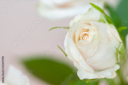 Rosebud cream color little flower blossom with leaves macro wallpaper