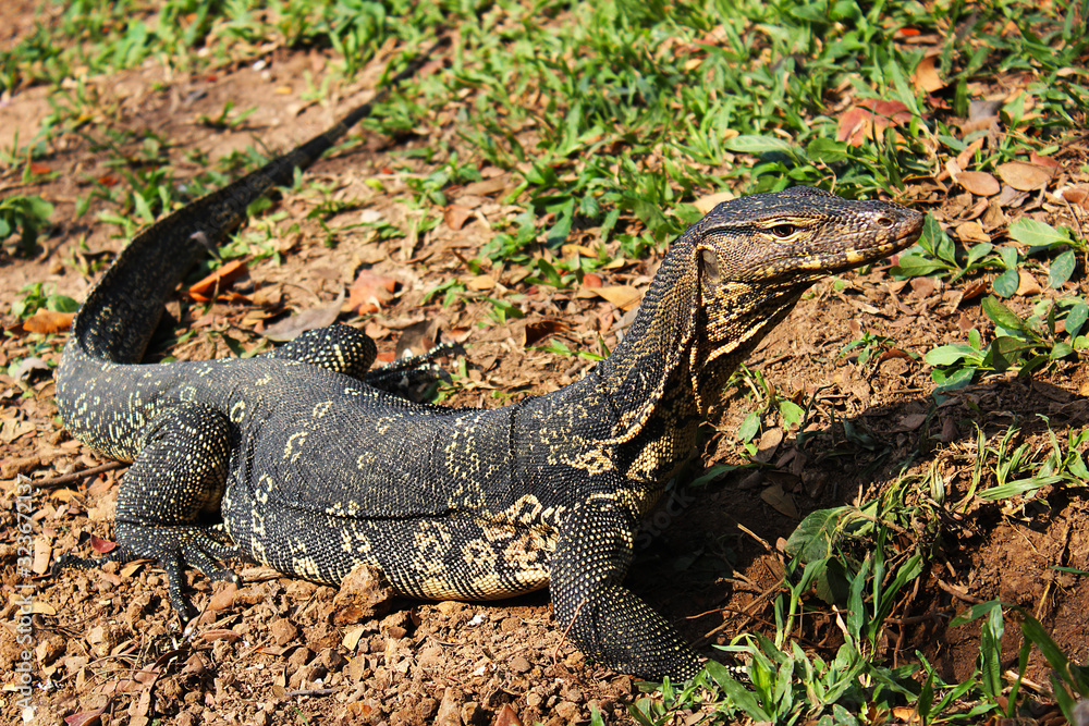 Varanus salvator rested on the ground in the park Varanus salvator rested on the ground in the park