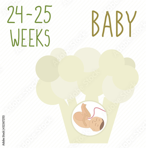 Cauliflower. pregnancy development, size of embryo for 26-27 weeks. compare with fruits. Human fetus inside the womb 6 months.