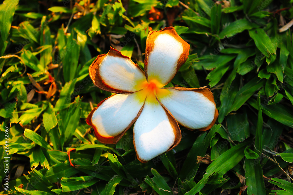 Fototapeta premium White plumeria flower fall from a tree