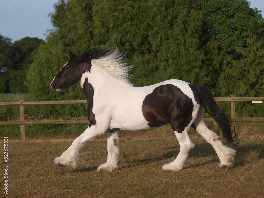 Gypsy Cob Gypsy Cob