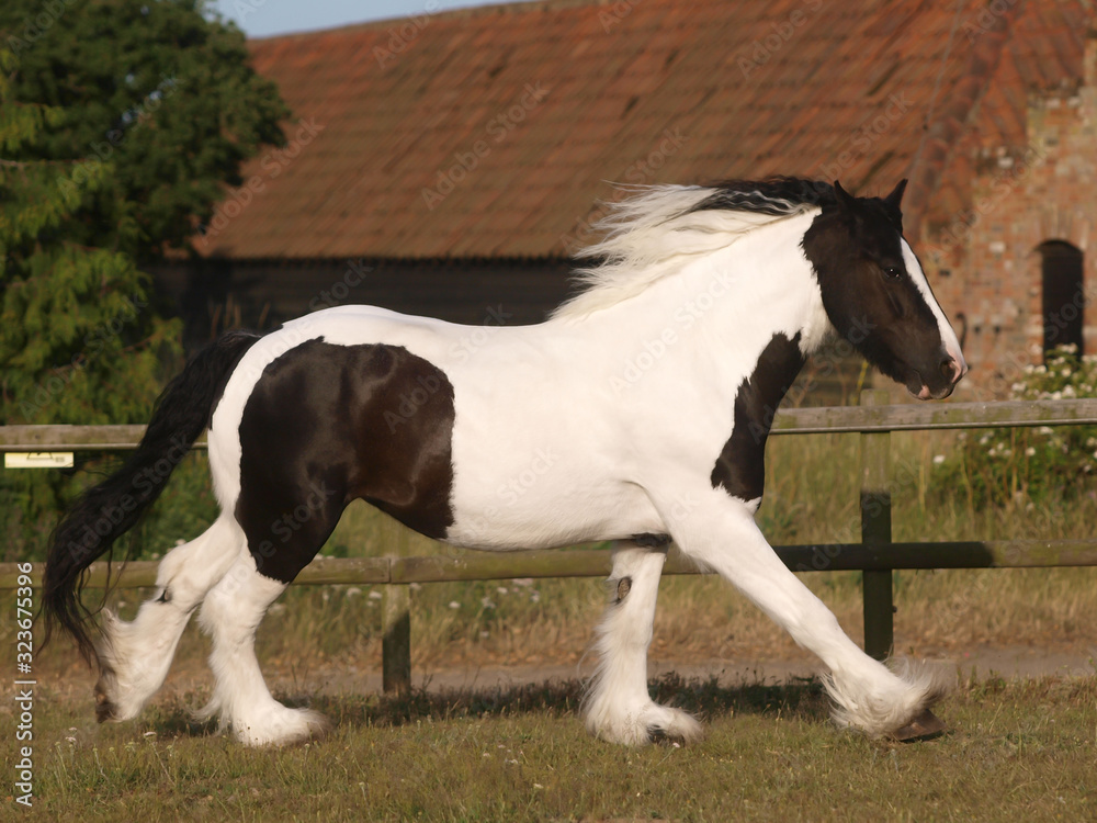 Gypsy Cob Gypsy Cob