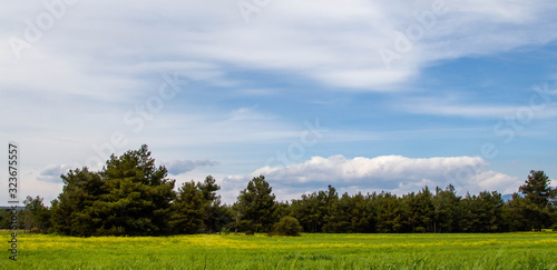 A corn field in spring with beatiful light HDR stock photo