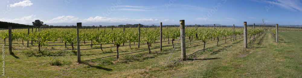 Martinborough New Zealand. Winetrail. Vineyard. Wineries. panorama 